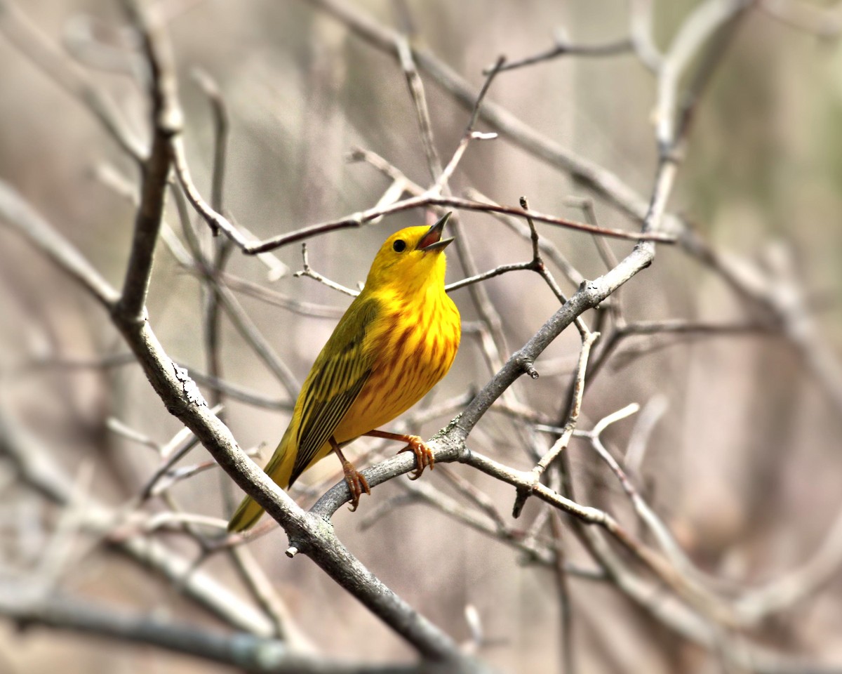 Yellow Warbler - ML623189631