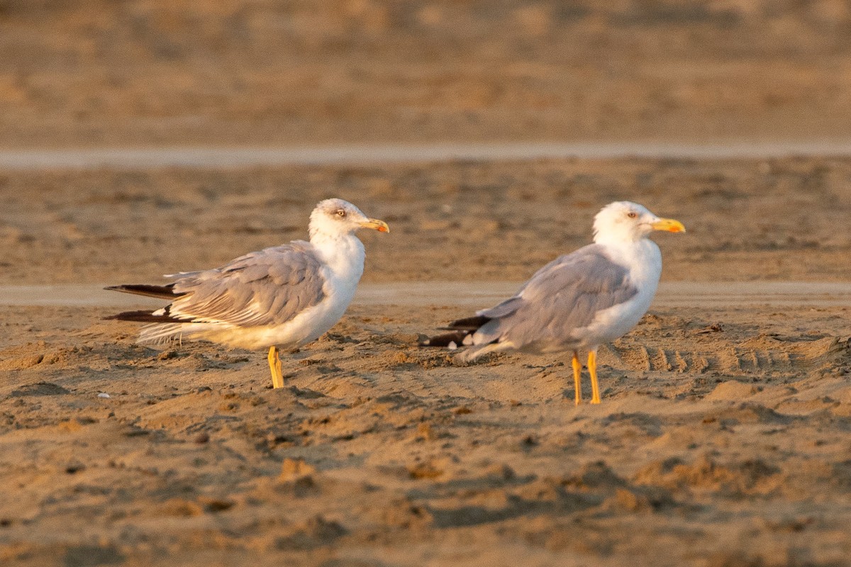 Gaviota Patiamarilla - ML623189638