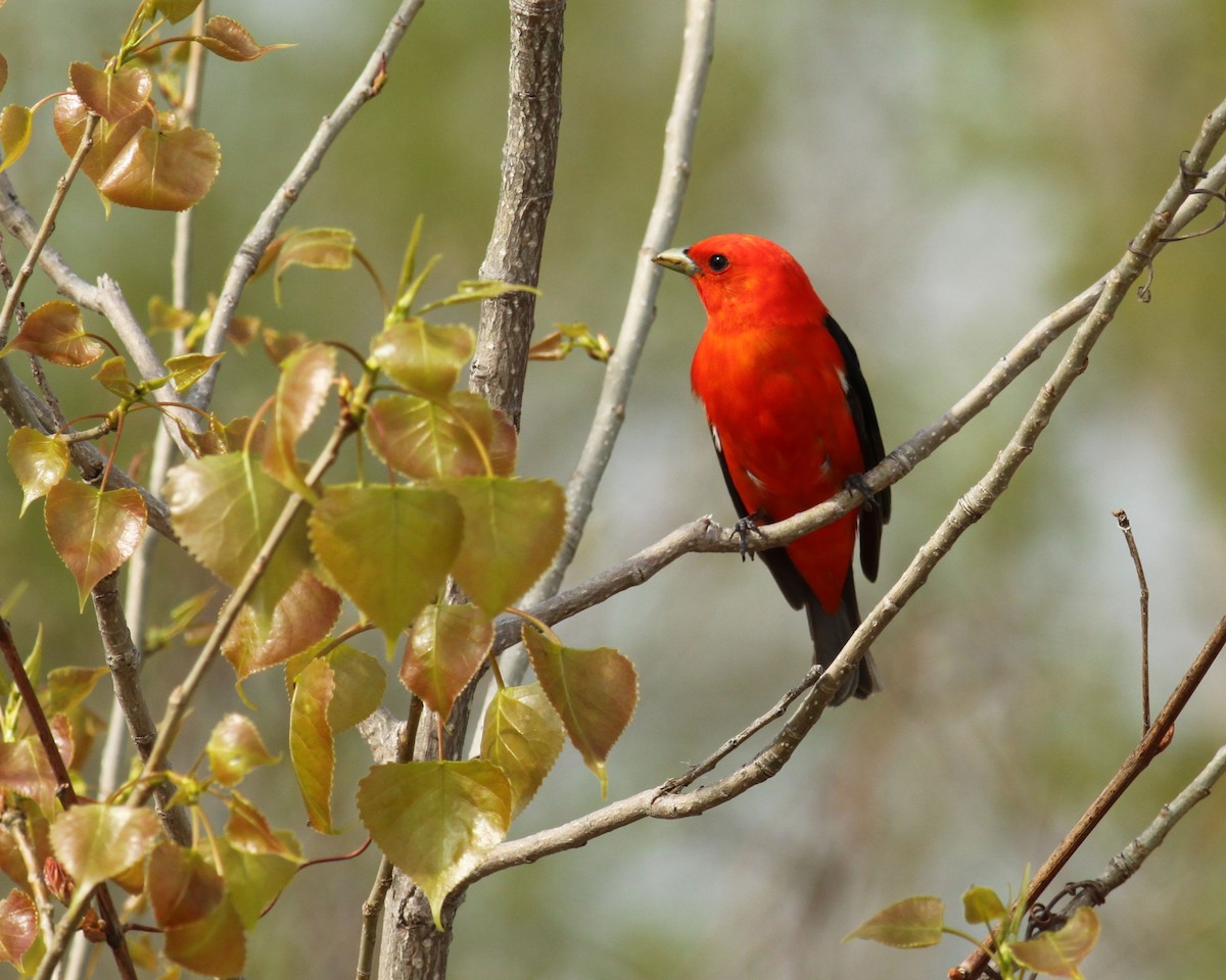 Scarlet Tanager - ML623189645