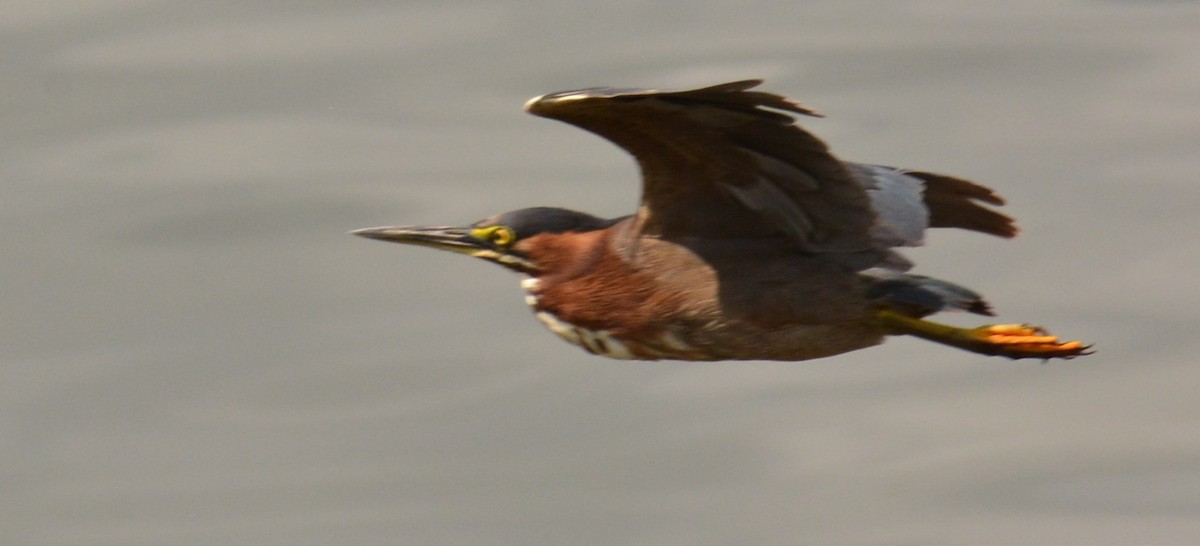 Green Heron - ML623189649