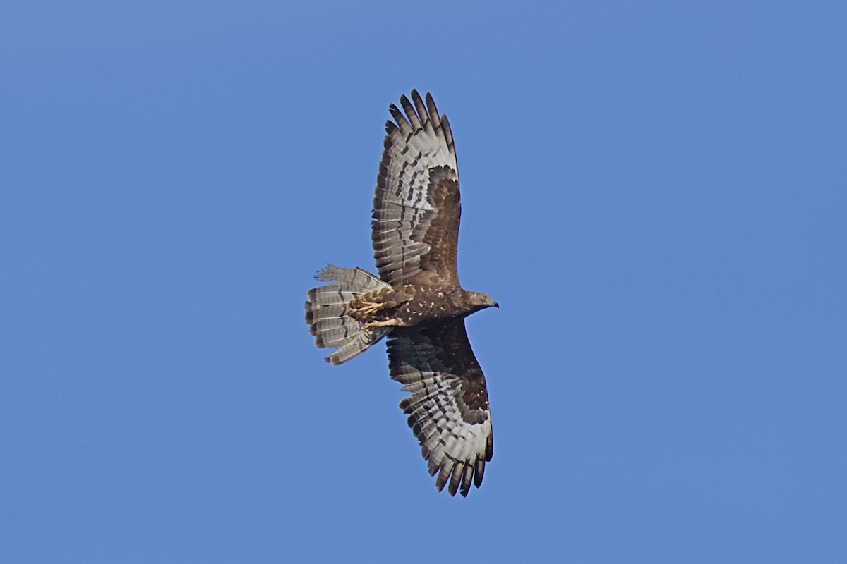 Falco pecchiaiolo - ML623189696