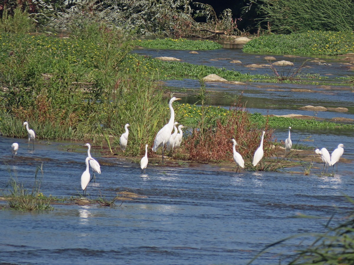 Snowy Egret - ML623189755