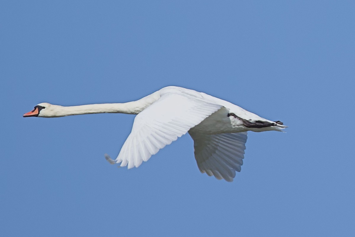 Cigno reale - ML623189770