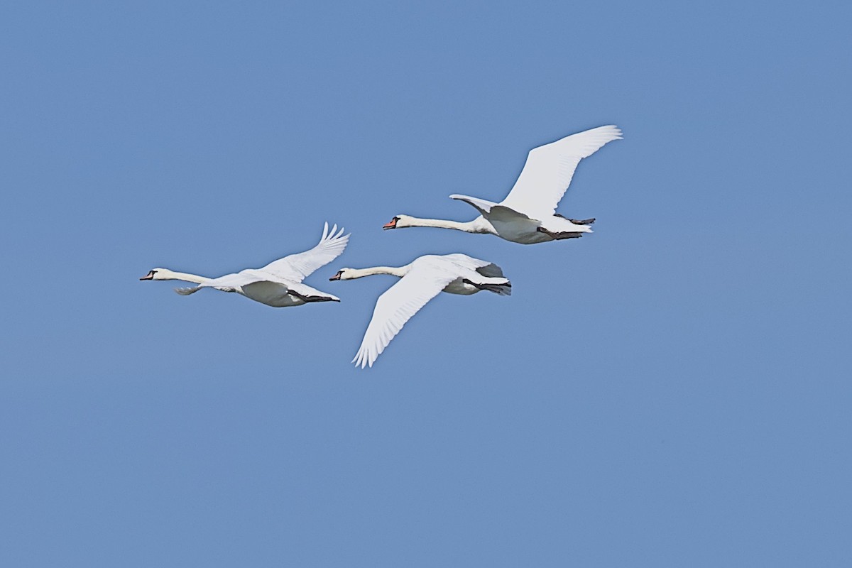 Cigno reale - ML623189772