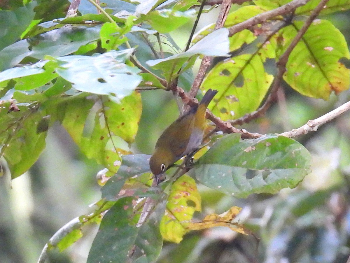 Hume's White-eye - ML623189799