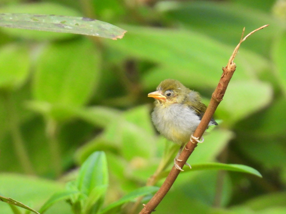 Hume's White-eye - ML623189800