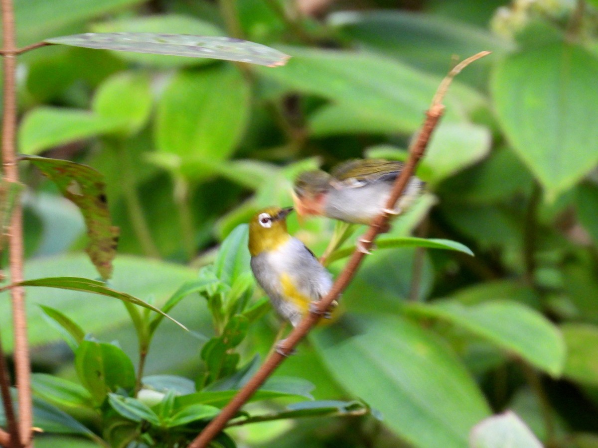 Hume's White-eye - ML623189801