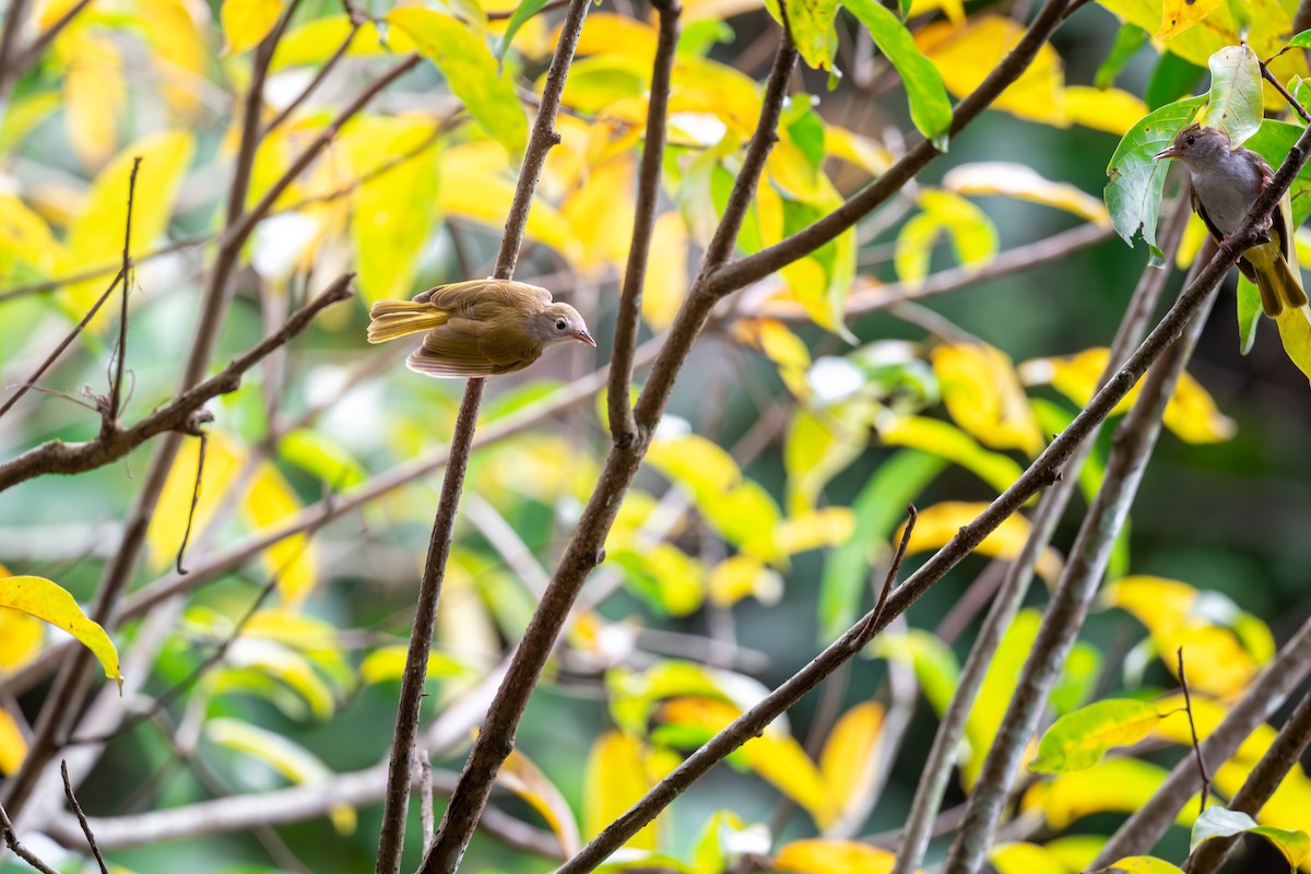 White-bellied Erpornis - ML623189804