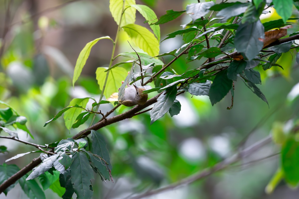 White-bellied Erpornis - ML623189805