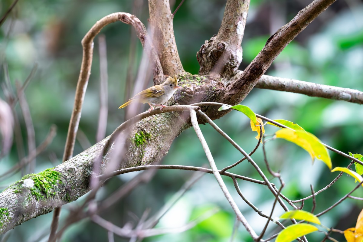 White-bellied Erpornis - ML623189806