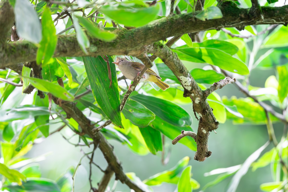 White-bellied Erpornis - ML623189807