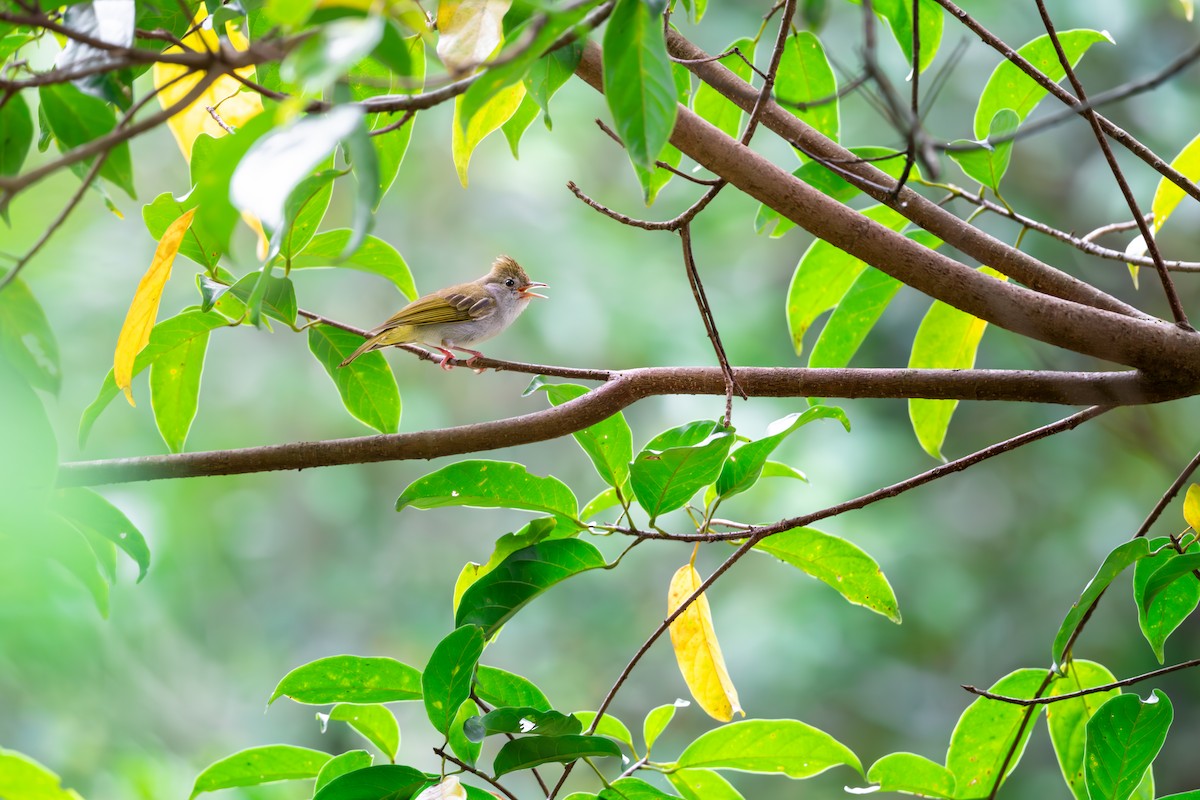 White-bellied Erpornis - ML623189808