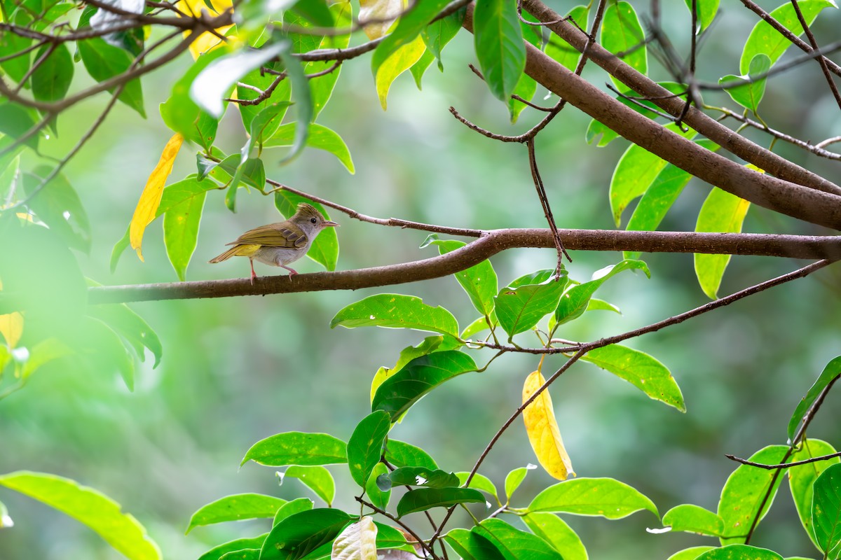 White-bellied Erpornis - ML623189809