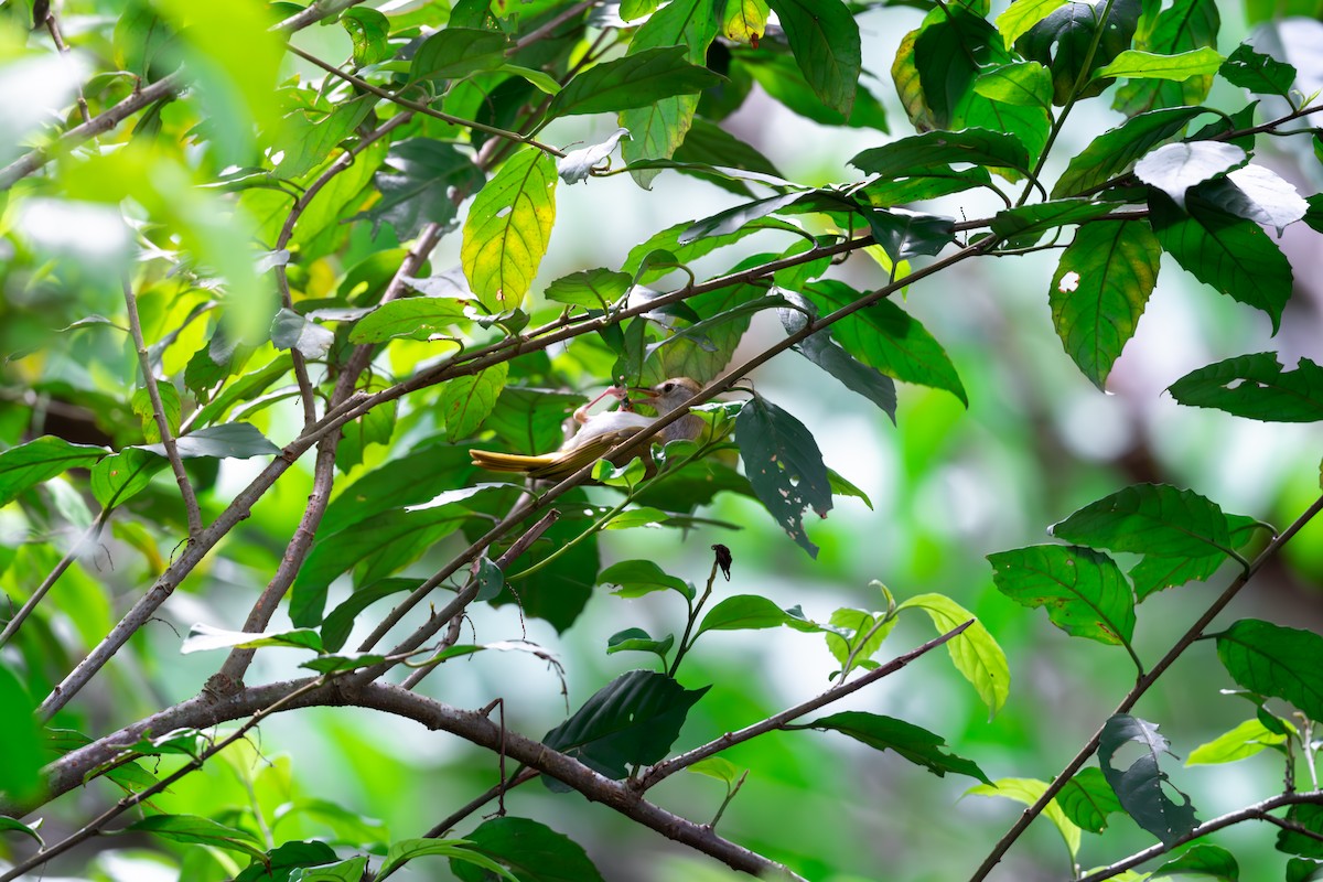 White-bellied Erpornis - ML623189810