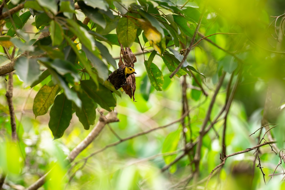 Yellow-cheeked Tit - ML623189836