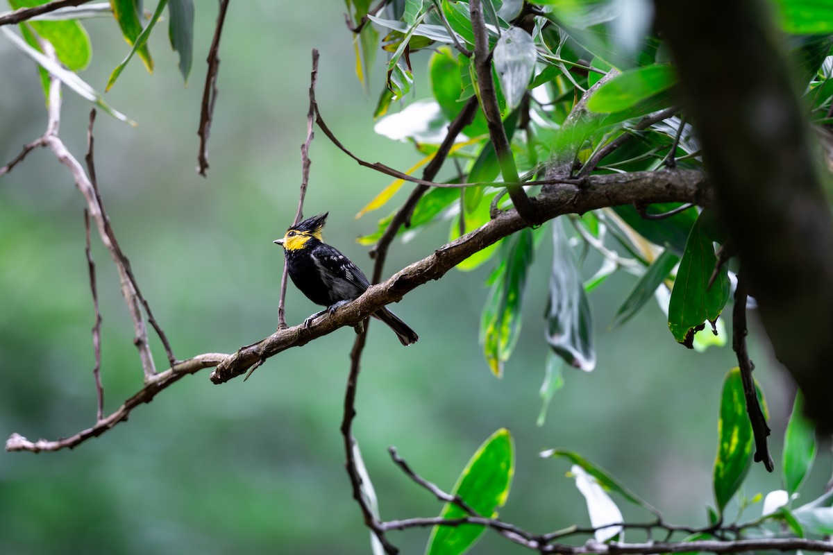 Yellow-cheeked Tit - ML623189837