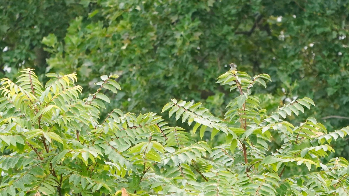 Great Crested Flycatcher - ML623189854