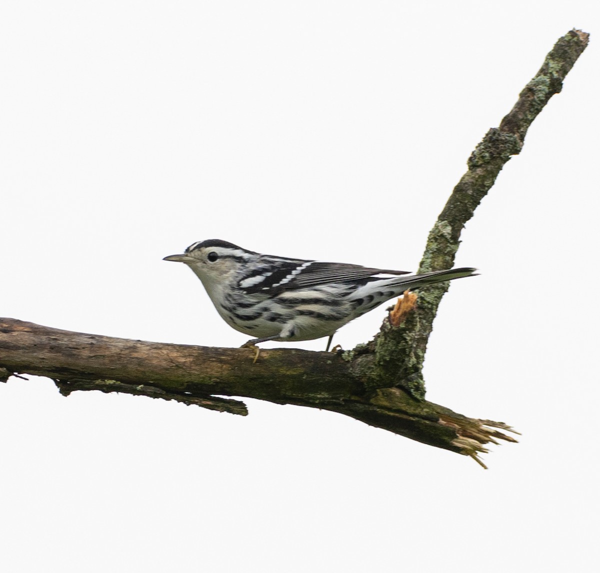 Black-and-white Warbler - ML623189855