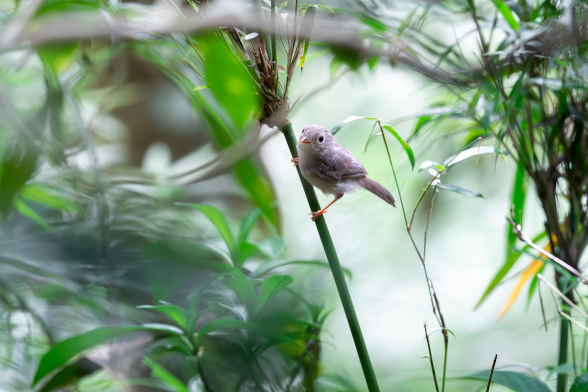 Huet's Fulvetta - ML623189858