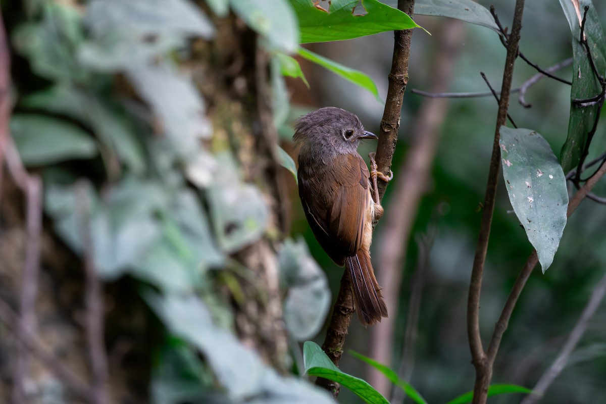 Huet's Fulvetta - ML623189859