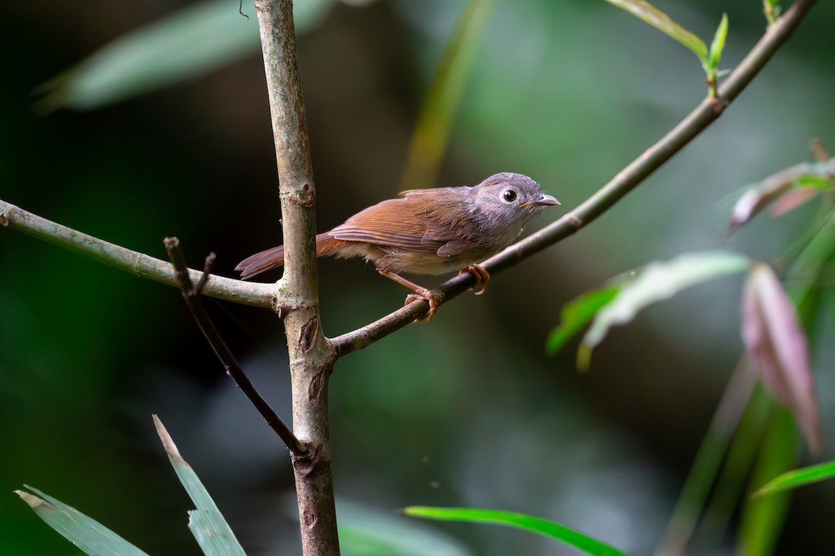 Huet's Fulvetta - ML623189860