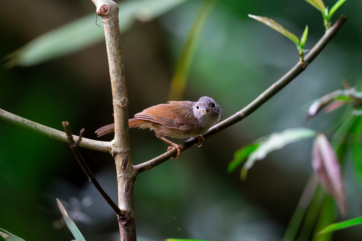 Huet's Fulvetta - ML623189861