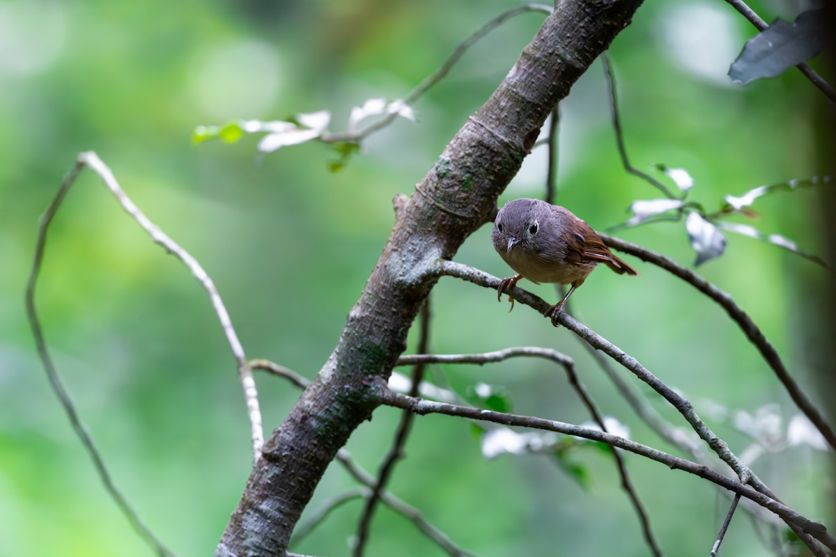 Huet's Fulvetta - ML623189863