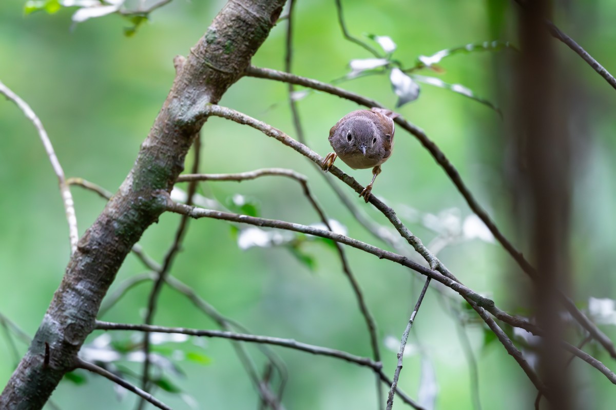 Huet's Fulvetta - ML623189866