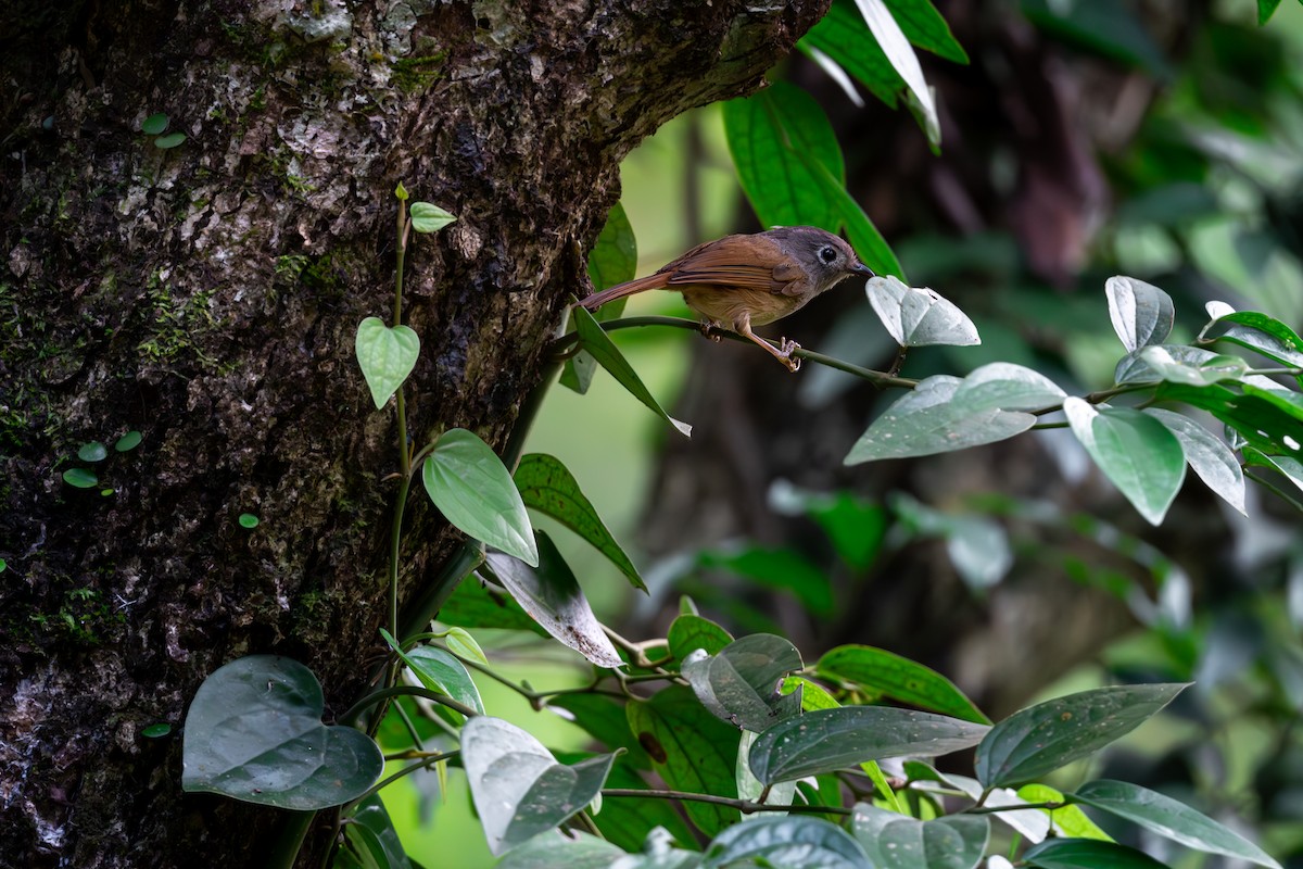 Huet's Fulvetta - ML623189867