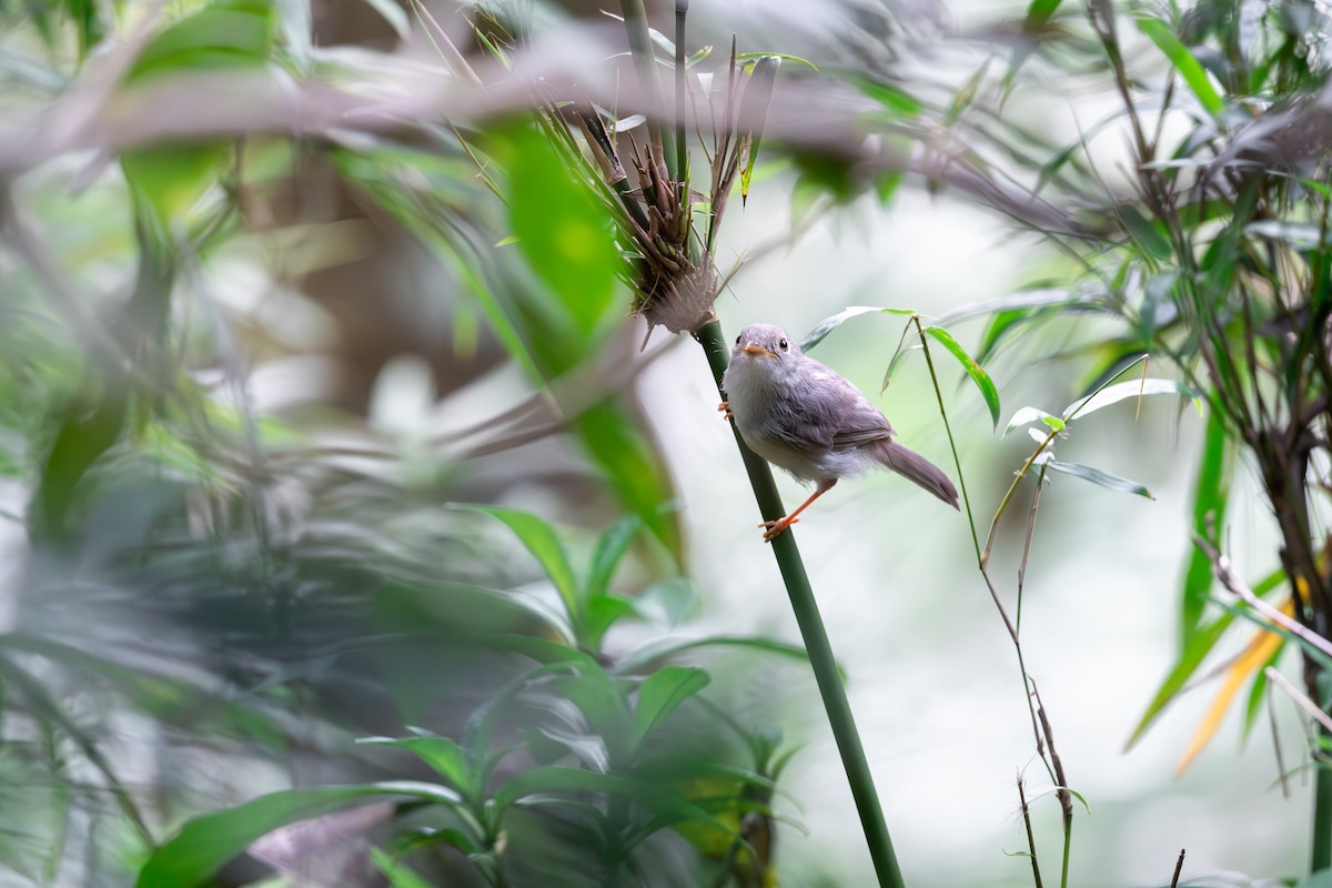 Huet's Fulvetta - Shing Arrrrr