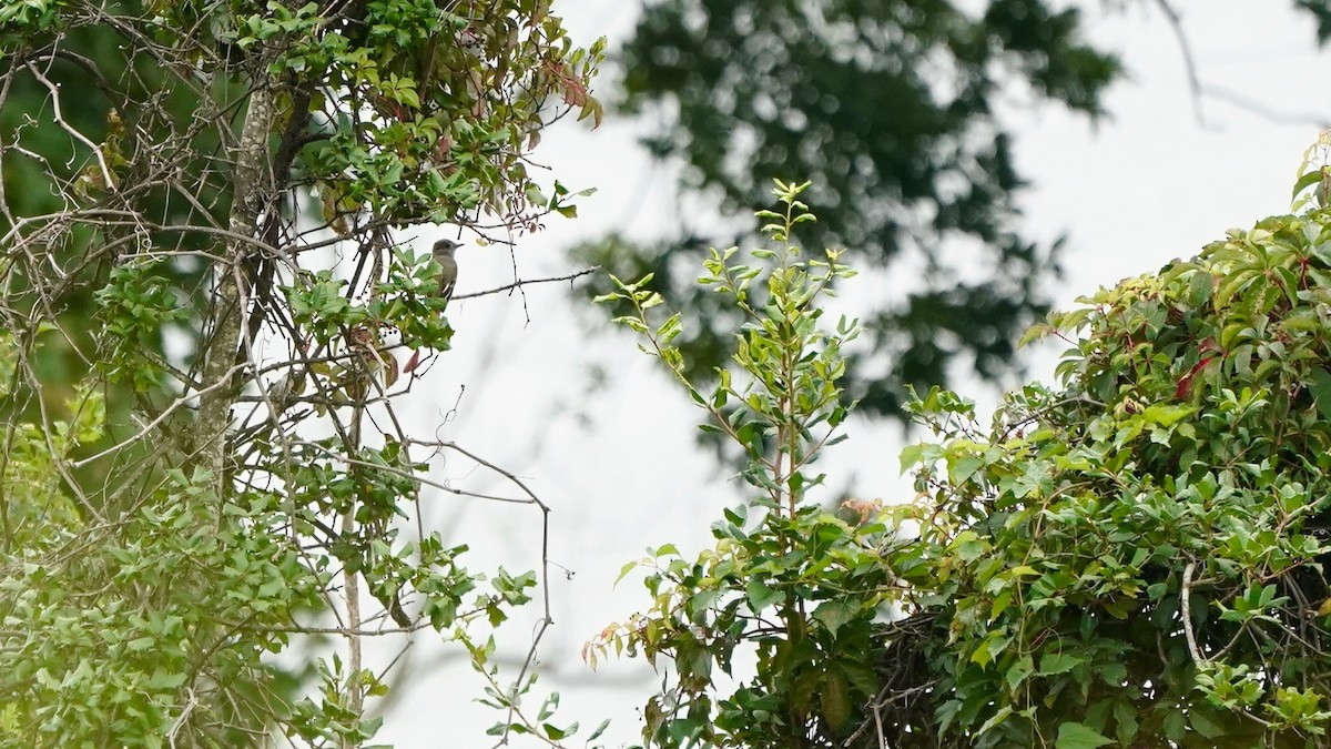 Great Crested Flycatcher - ML623189875