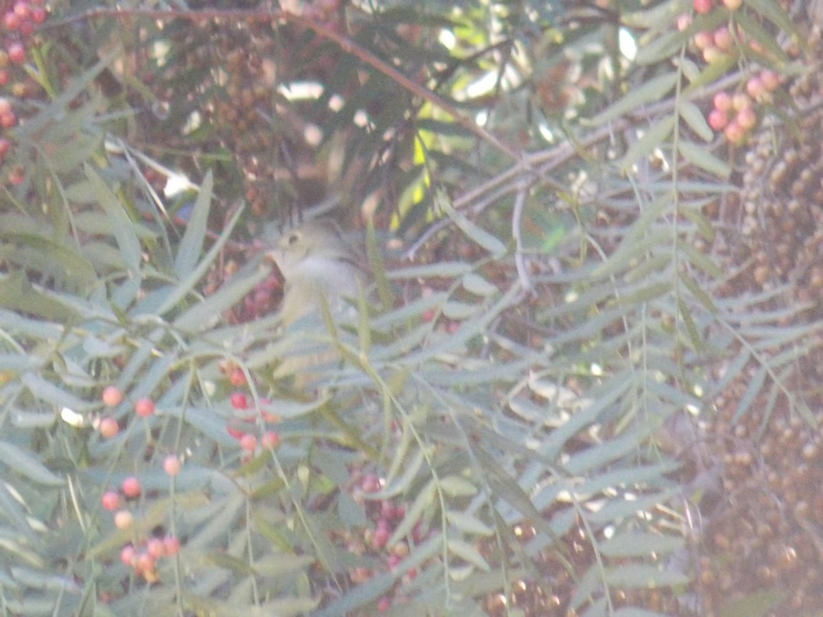 White-crested Elaenia - ML623189876