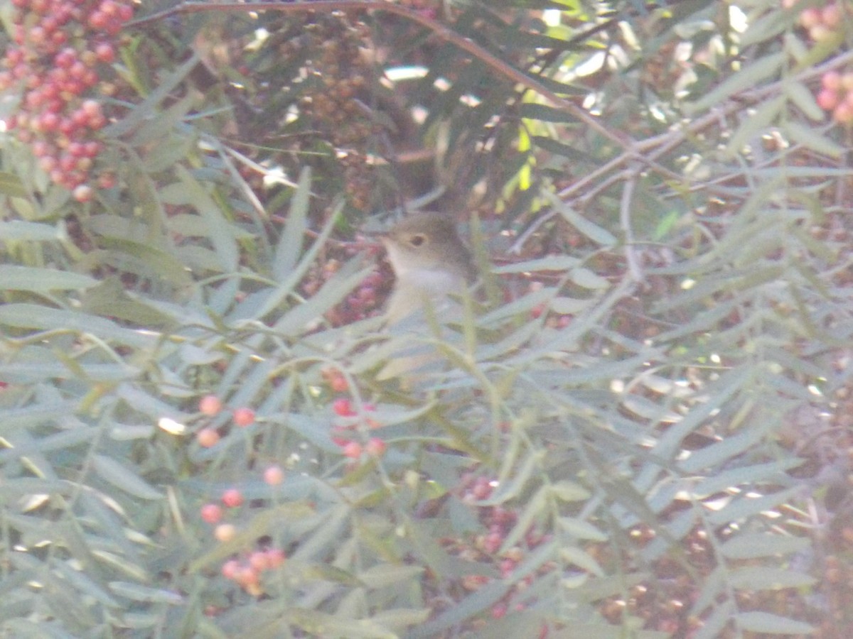 White-crested Elaenia - ML623189877