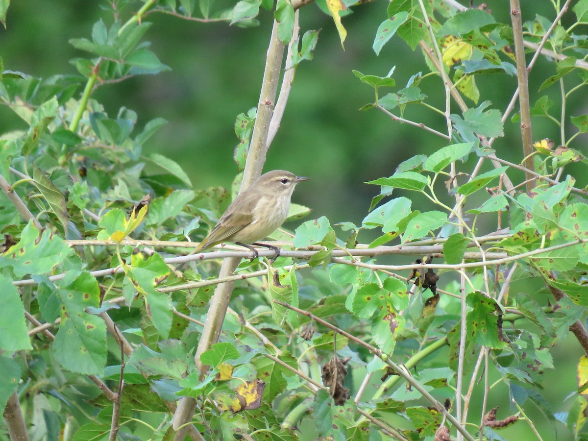 Palm Warbler - ML623189879