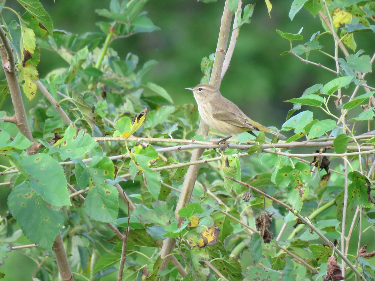 Palm Warbler - ML623189880