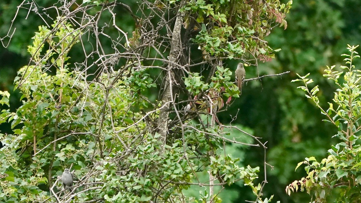 Great Crested Flycatcher - ML623189881