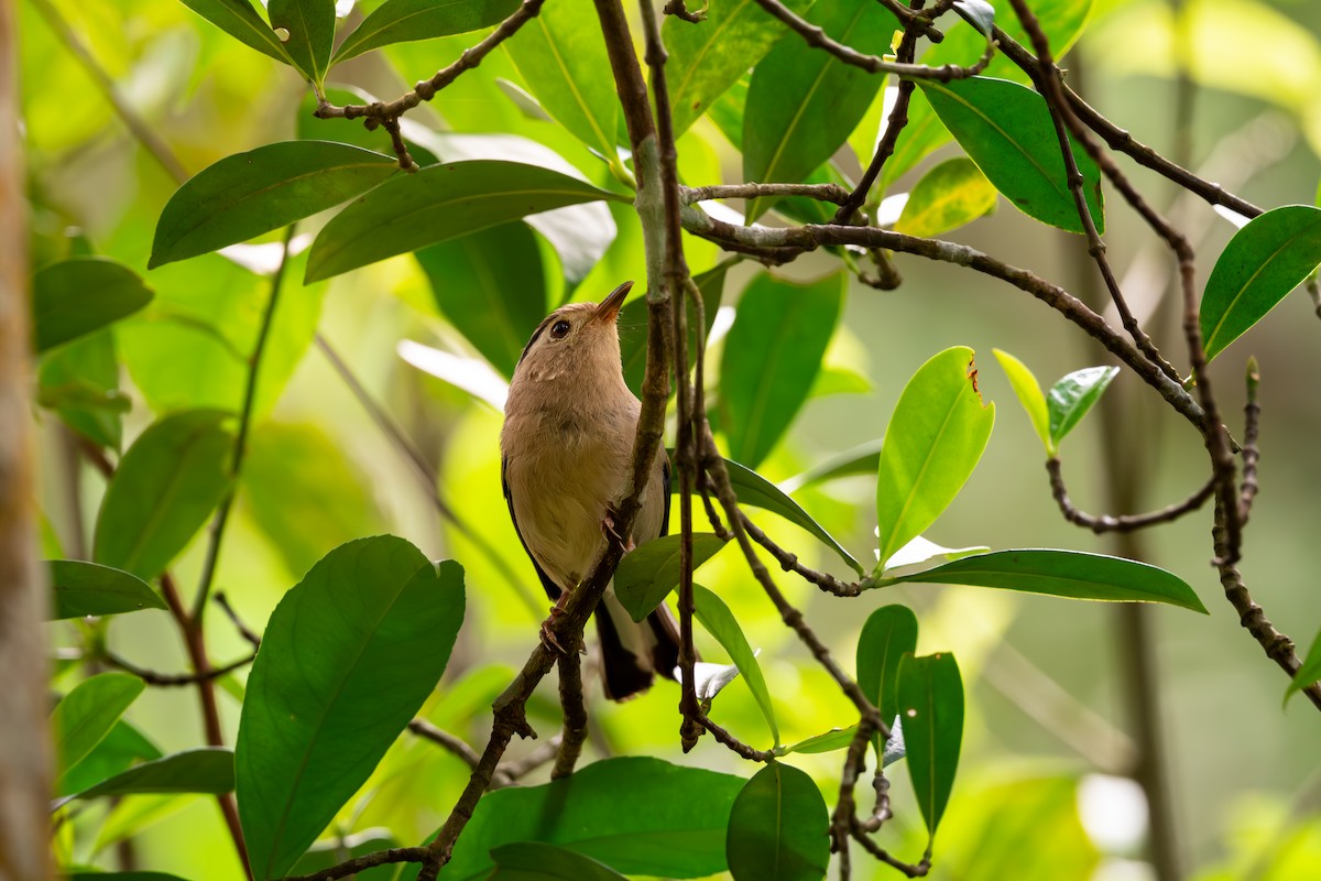 Blue-winged Minla - ML623189886