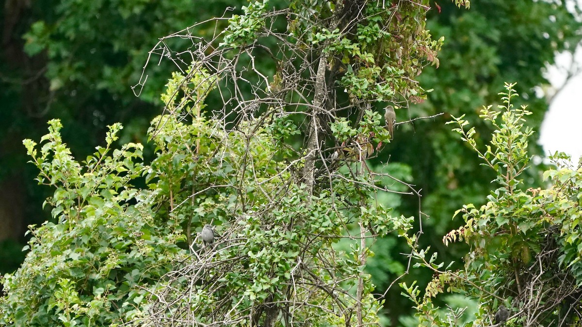 Great Crested Flycatcher - ML623189890