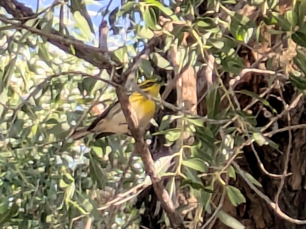 Townsend's Warbler - ML623189900