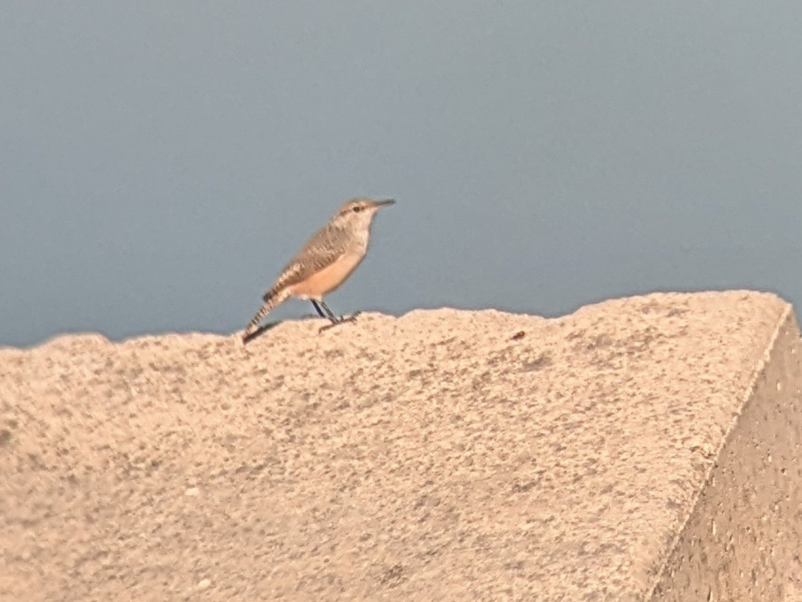 Rock Wren - ML623189912