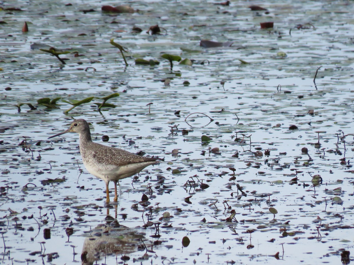 Greater Yellowlegs - ML623189915