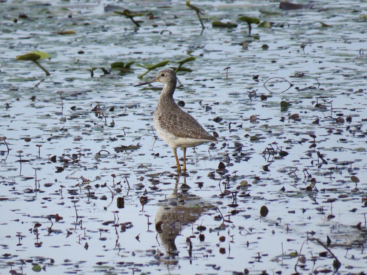 Greater Yellowlegs - ML623189916