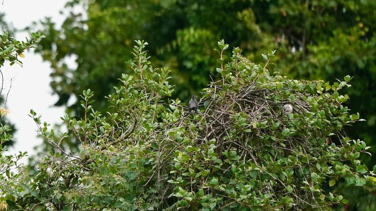 Gray Catbird - ML623189917