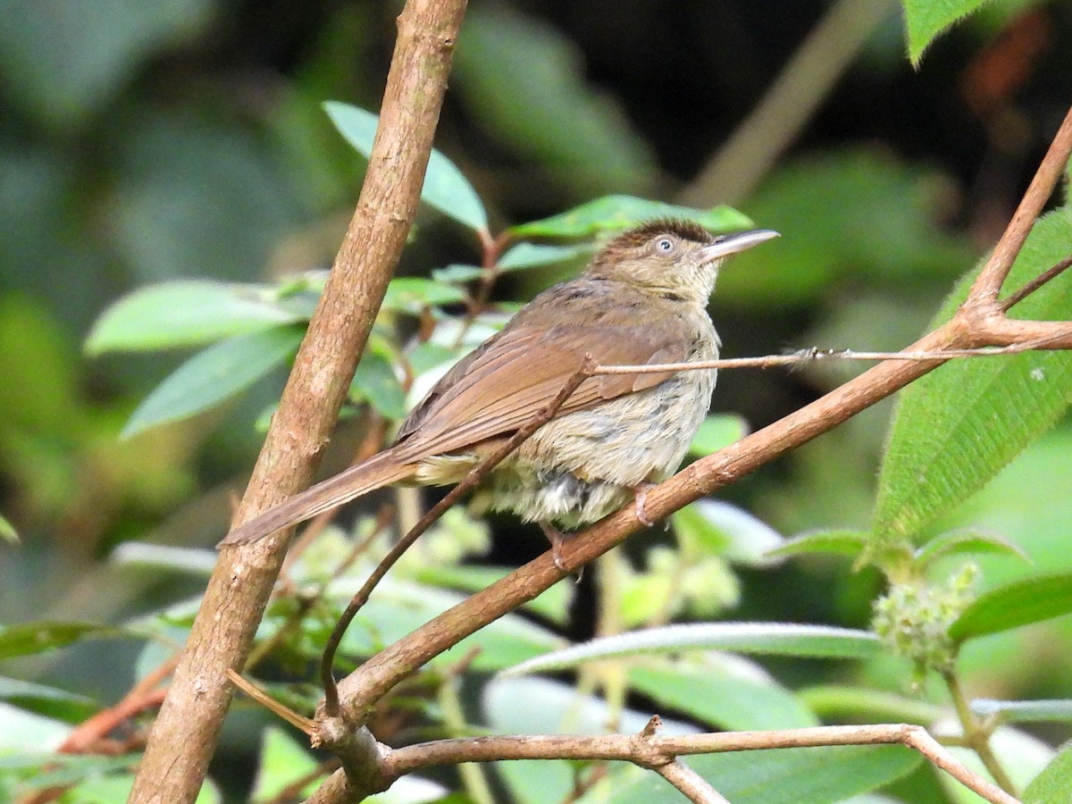 Buff-vented Bulbul - ML623189918