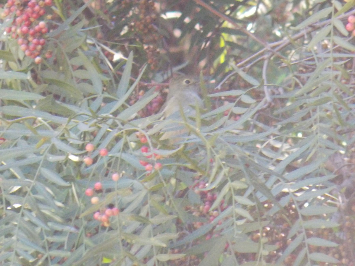 White-crested Elaenia - ML623189927