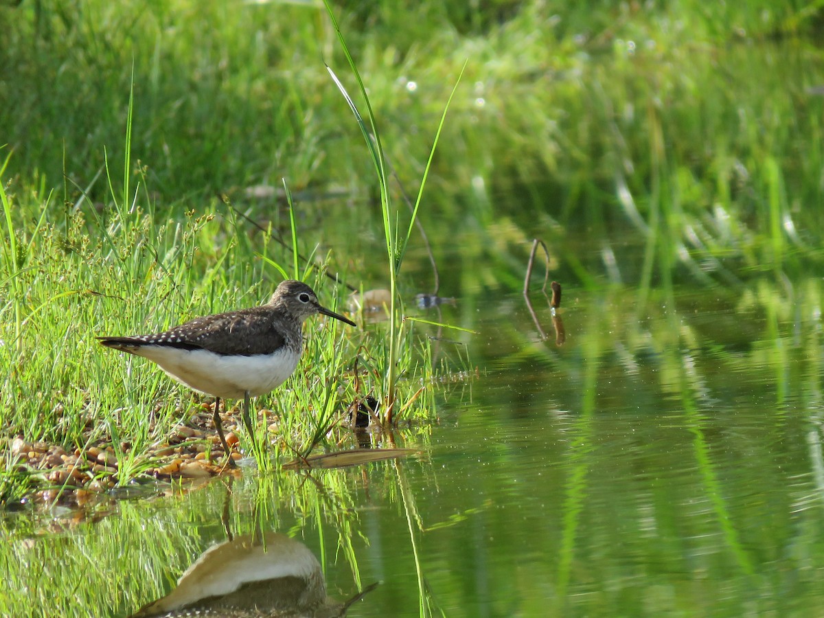 Solitary Sandpiper - ML623189928