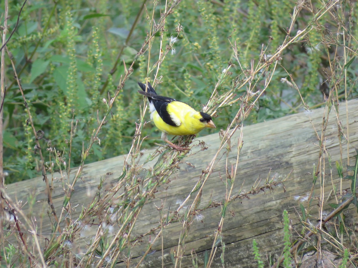 Chardonneret jaune - ML623189958