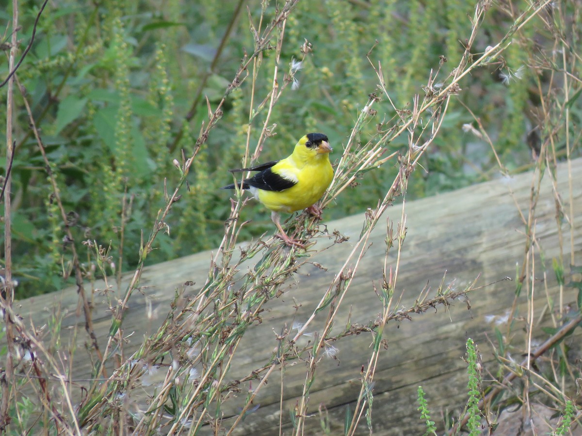 Chardonneret jaune - ML623189959