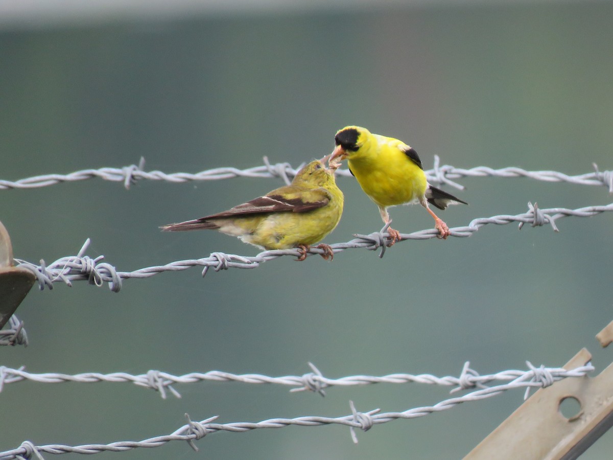 American Goldfinch - ML623189970