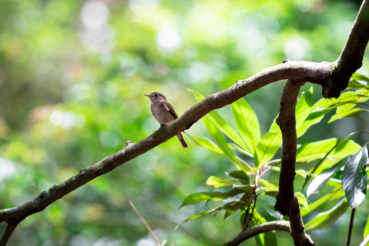 Brown-breasted Flycatcher - ML623189971